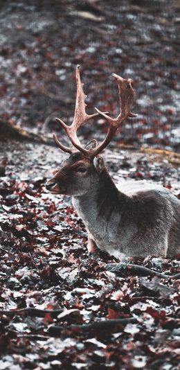 [2436x1125]鹿 野外 草地 鹿角 苹果手机壁纸图片