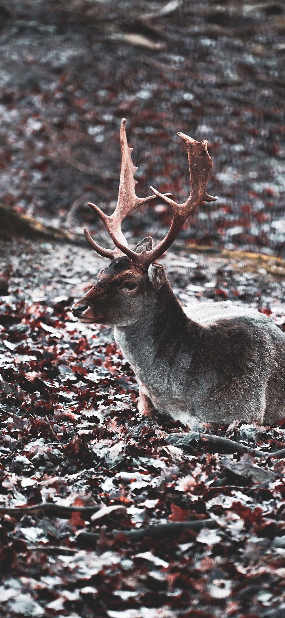 [2436×1125]鹿 野外 草地 鹿角 苹果手机壁纸图片