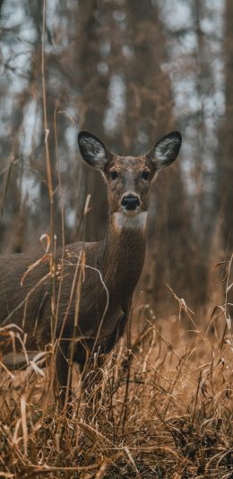 [2436x1125]鹿 野外 警惕 草地 枯黄 苹果手机壁纸图片
