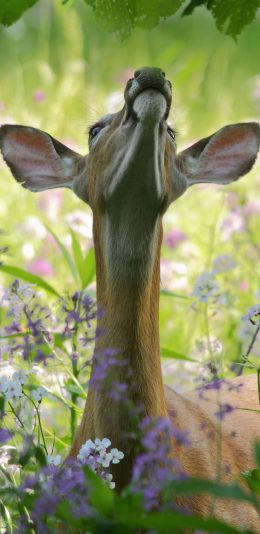 [2436x1125]鹿 野生 丛林 鲜花 苹果手机壁纸图片