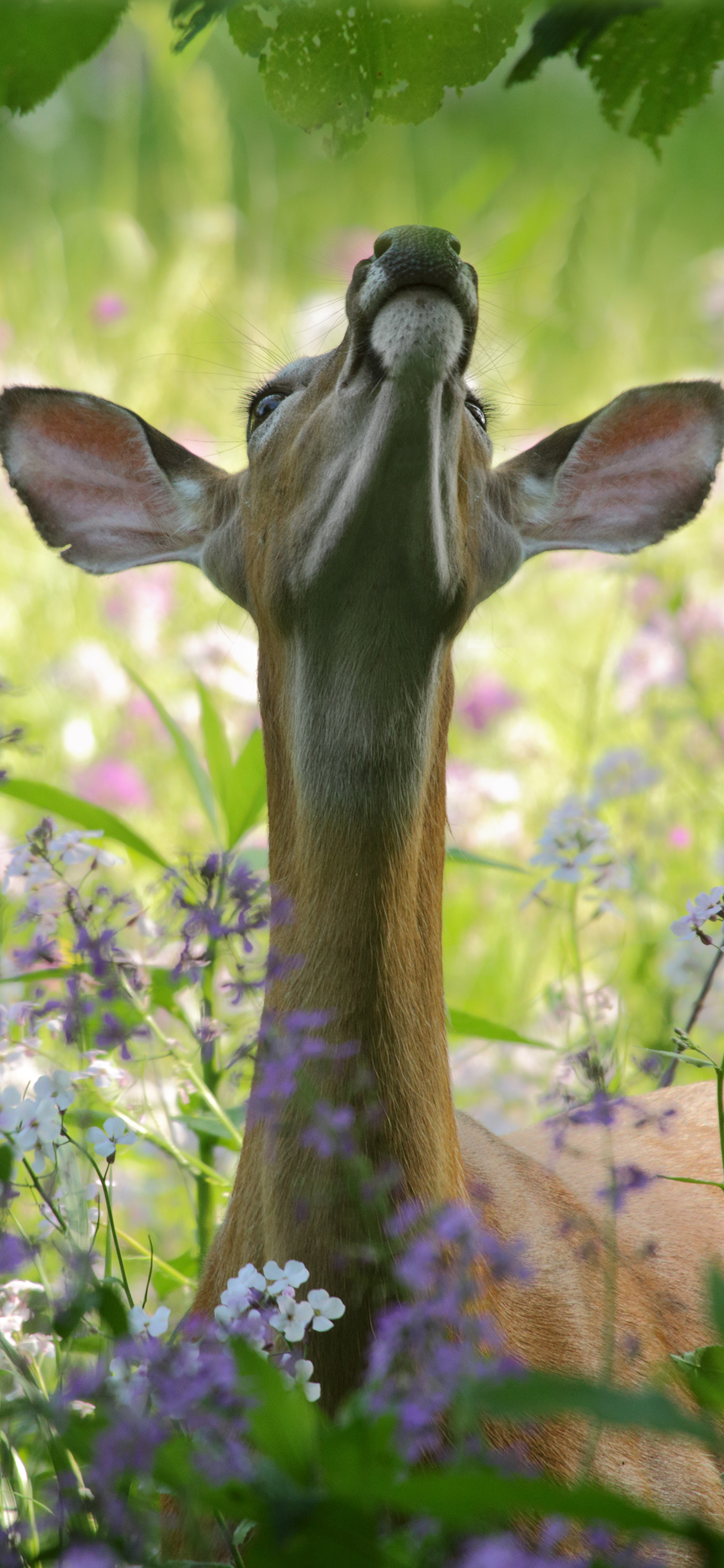 [2436×1125]鹿 野生 丛林 鲜花 苹果手机壁纸图片