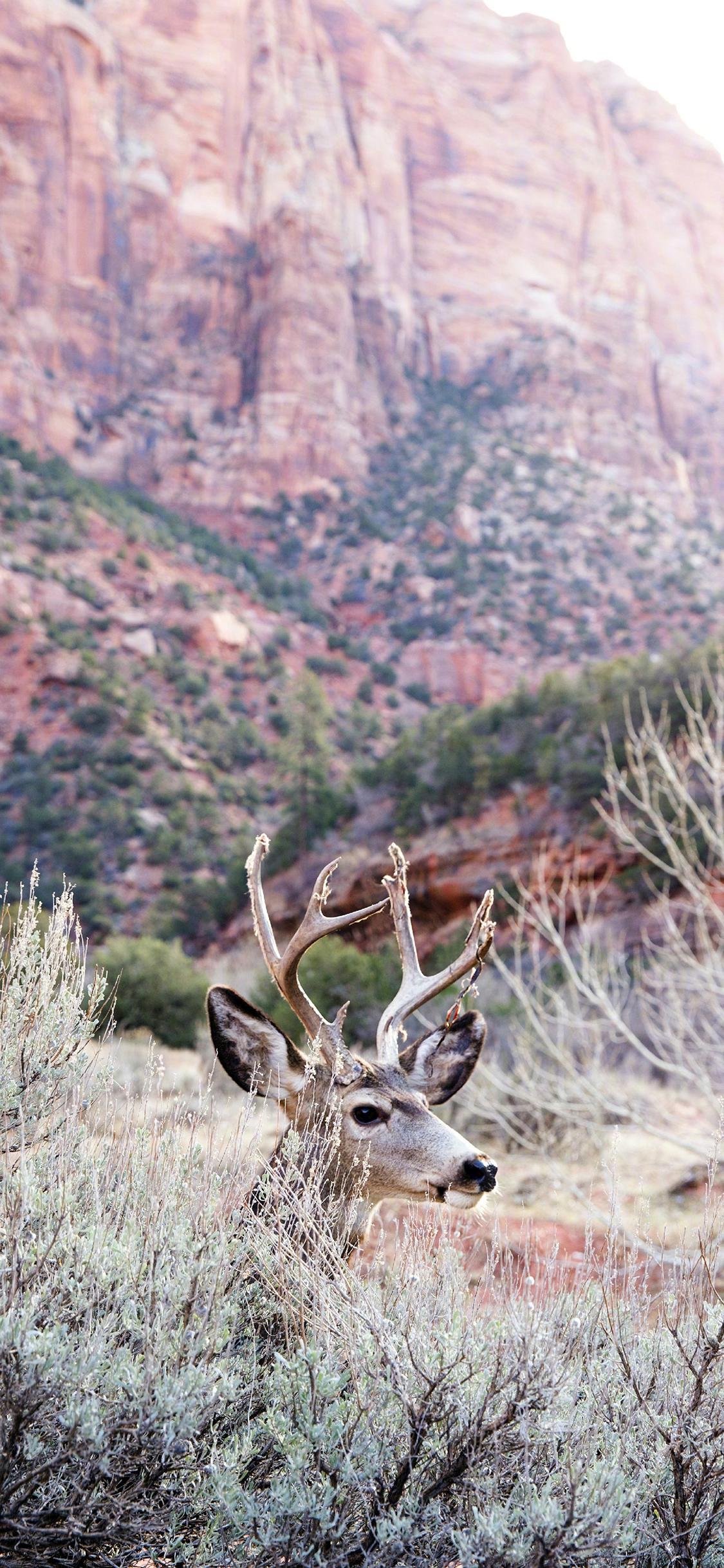 [2436×1125]鹿 野生 树丛 丛林 大自然 苹果手机壁纸图片