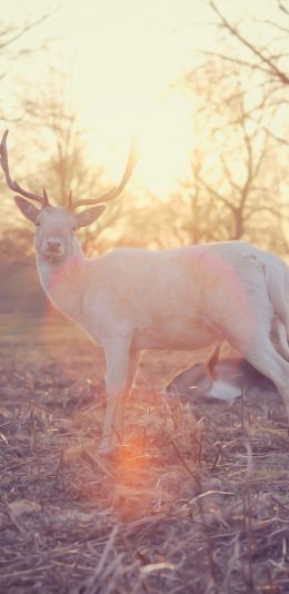 [2436x1125]鹿 野生 树林 阳光 森林 苹果手机壁纸图片