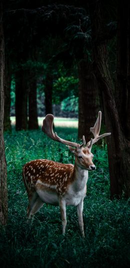 [2436x1125]鹿 野生 森林 树林 斑纹 苹果手机壁纸图片