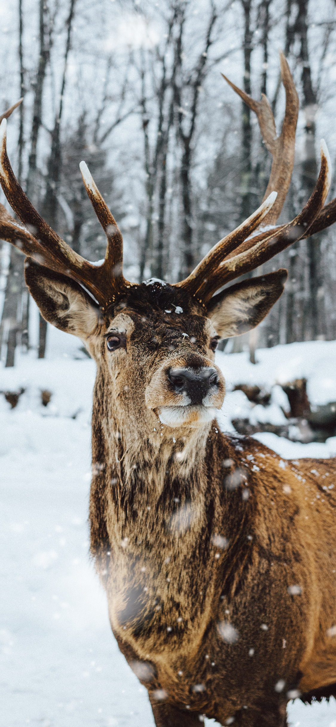 [2436×1125]鹿 野生 森林 雪地 下雪 雪花 鹿角 苹果手机壁纸图片