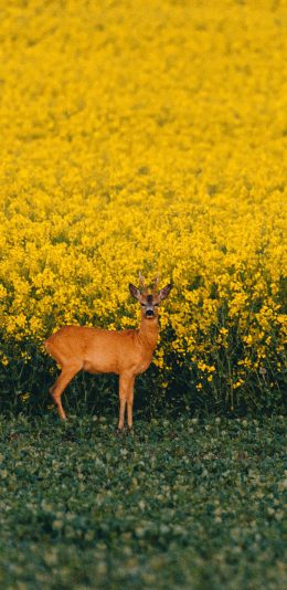 [2436x1125]鹿 野生 牲畜 油菜花 花田 花海 苹果手机壁纸图片