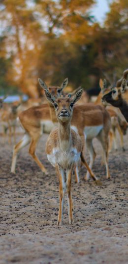 [2436x1125]鹿 野生 种群 户外 苹果手机壁纸图片