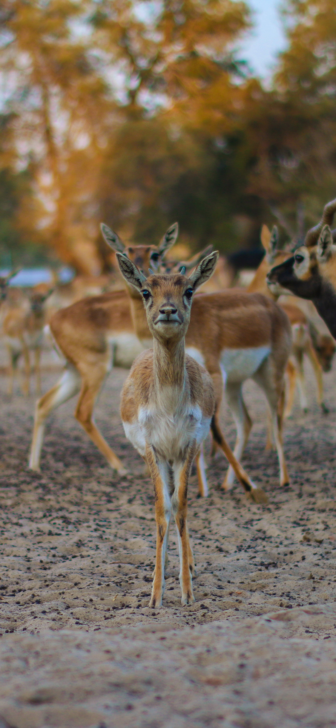 [2436×1125]鹿 野生 种群 户外 苹果手机壁纸图片