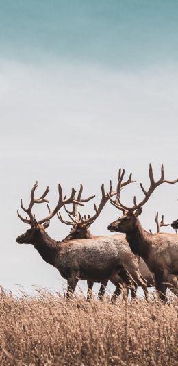 [2436x1125]鹿 野生 草原 种群 角 苹果手机壁纸图片