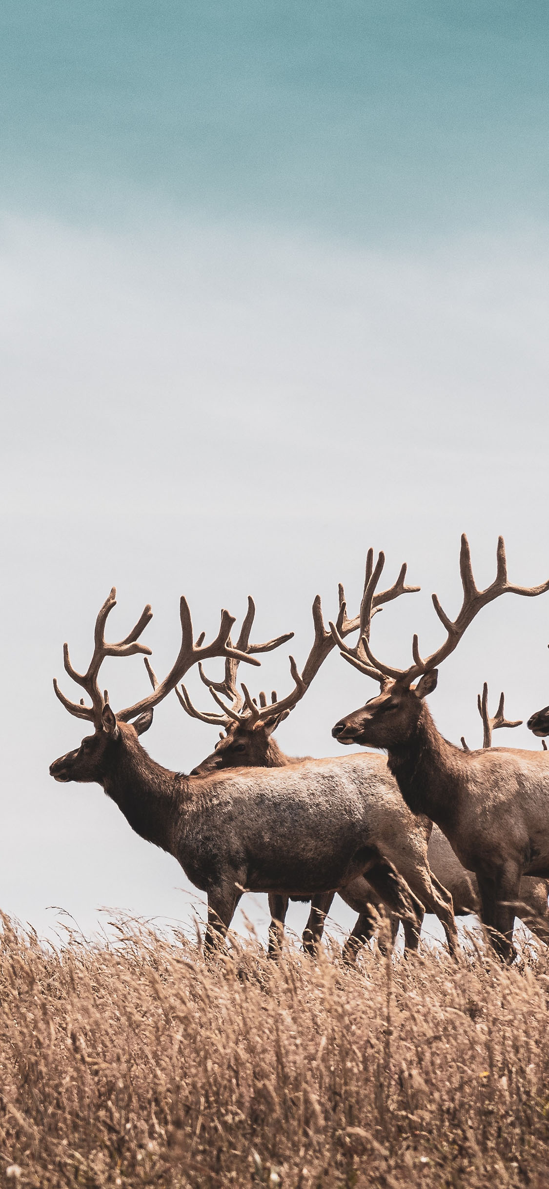 [2436×1125]鹿 野生 草原 种群 角 苹果手机壁纸图片