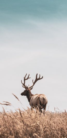 [2436x1125]鹿 野生 草原 角 苹果手机壁纸图片
