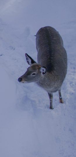 [2436x1125]鹿 野生 雪地 冬天 苹果手机壁纸图片