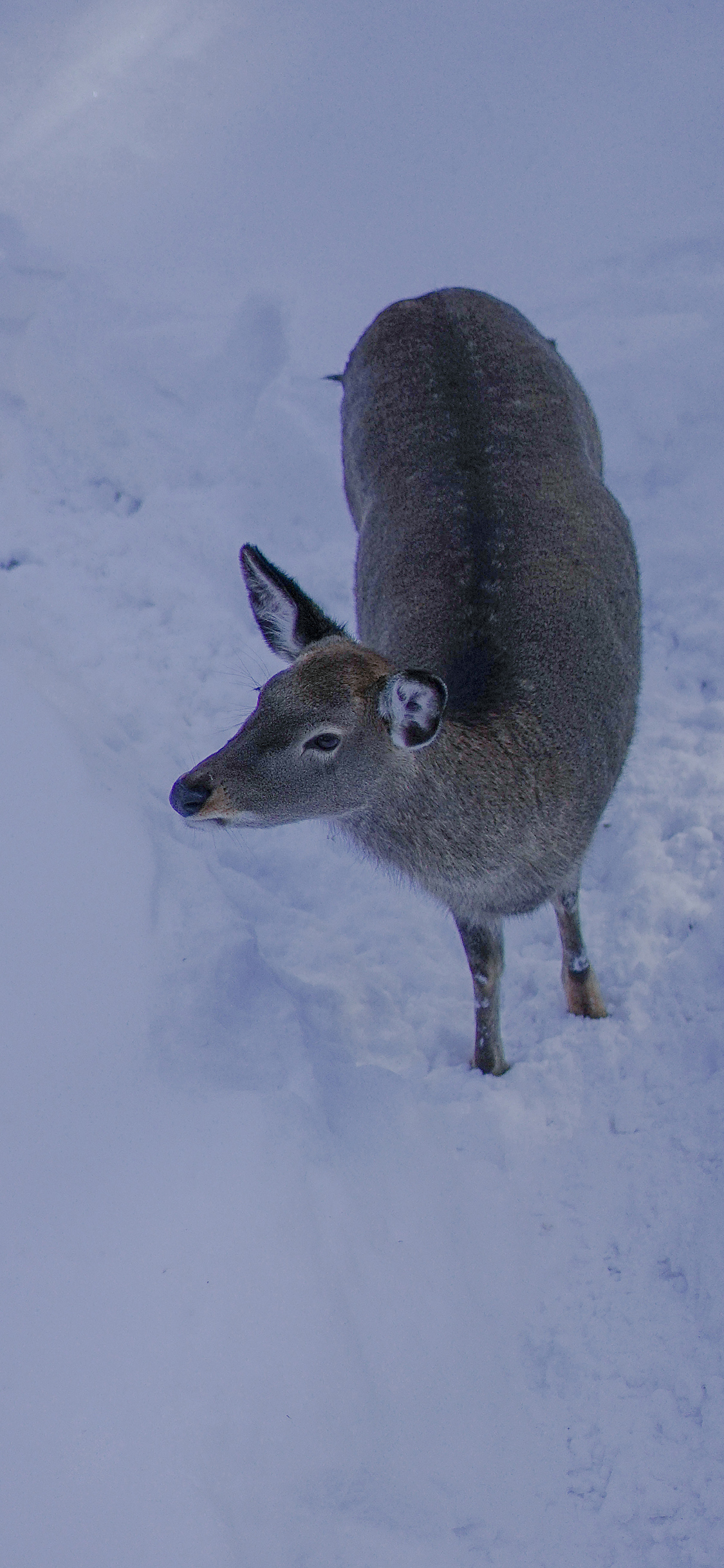 [2436×1125]鹿 野生 雪地 冬天 苹果手机壁纸图片