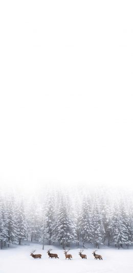 [2436x1125]鹿 雪地 冬季 树林 苹果手机壁纸图片