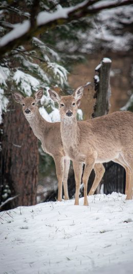 [2436x1125]鹿 雪地 树木 雪季 苹果手机壁纸图片