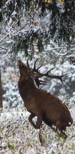 [2436x1125]鹿 雪地 树枝 觅食 苹果手机壁纸图片