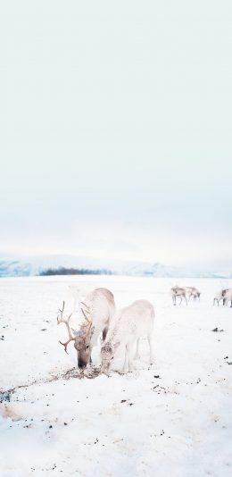 [2436x1125]鹿 雪地 白色 冬季 野生 苹果手机壁纸图片