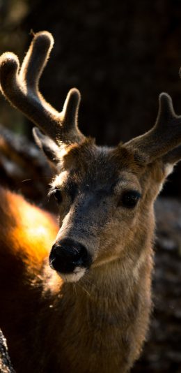 [2436x1125]鹿 鹿茸 皮毛 户外 苹果手机壁纸图片