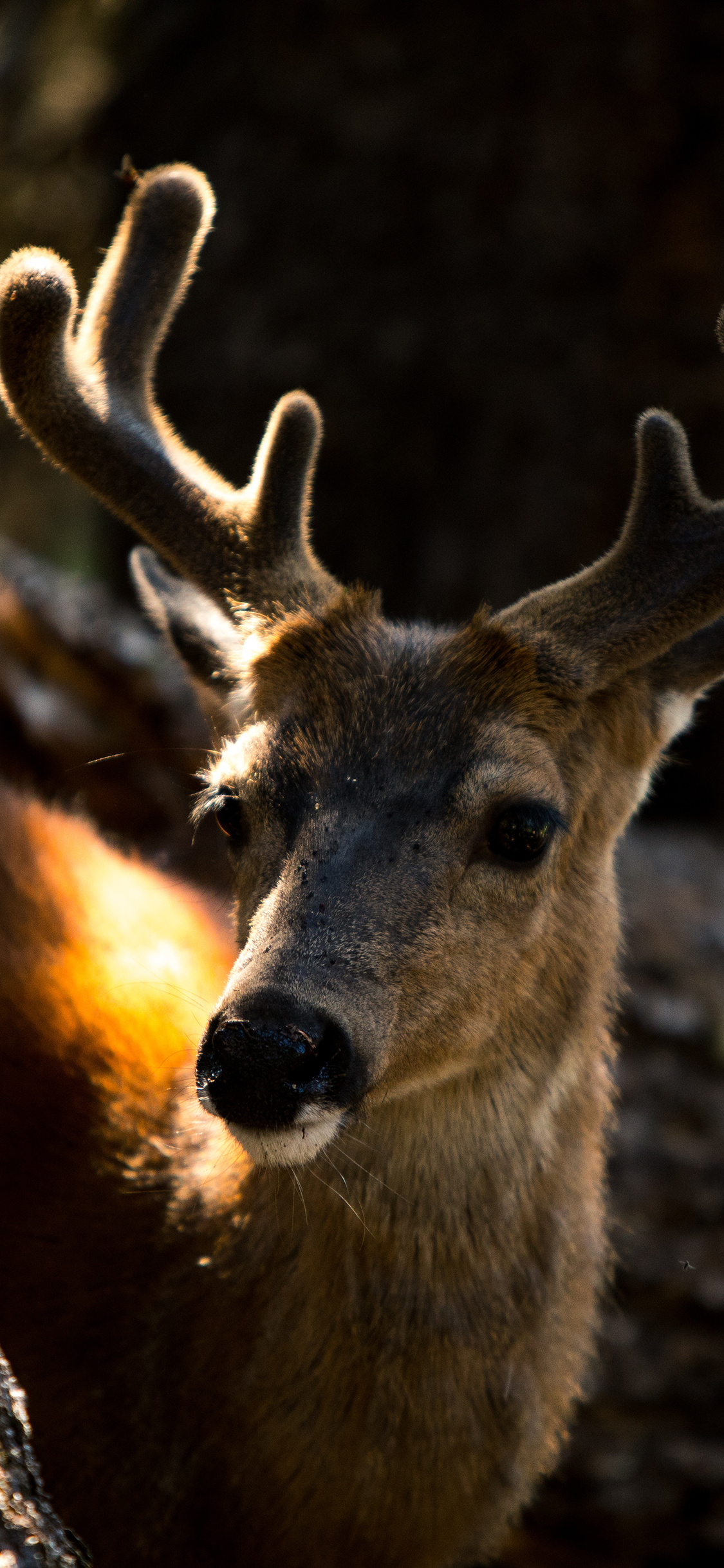 [2436×1125]鹿 鹿茸 皮毛 户外 苹果手机壁纸图片