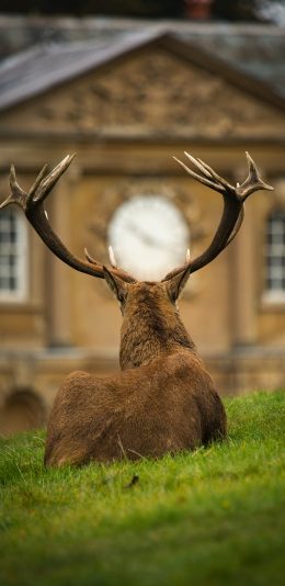 [2436x1125]鹿 鹿角 公路 草地 苹果手机壁纸图片