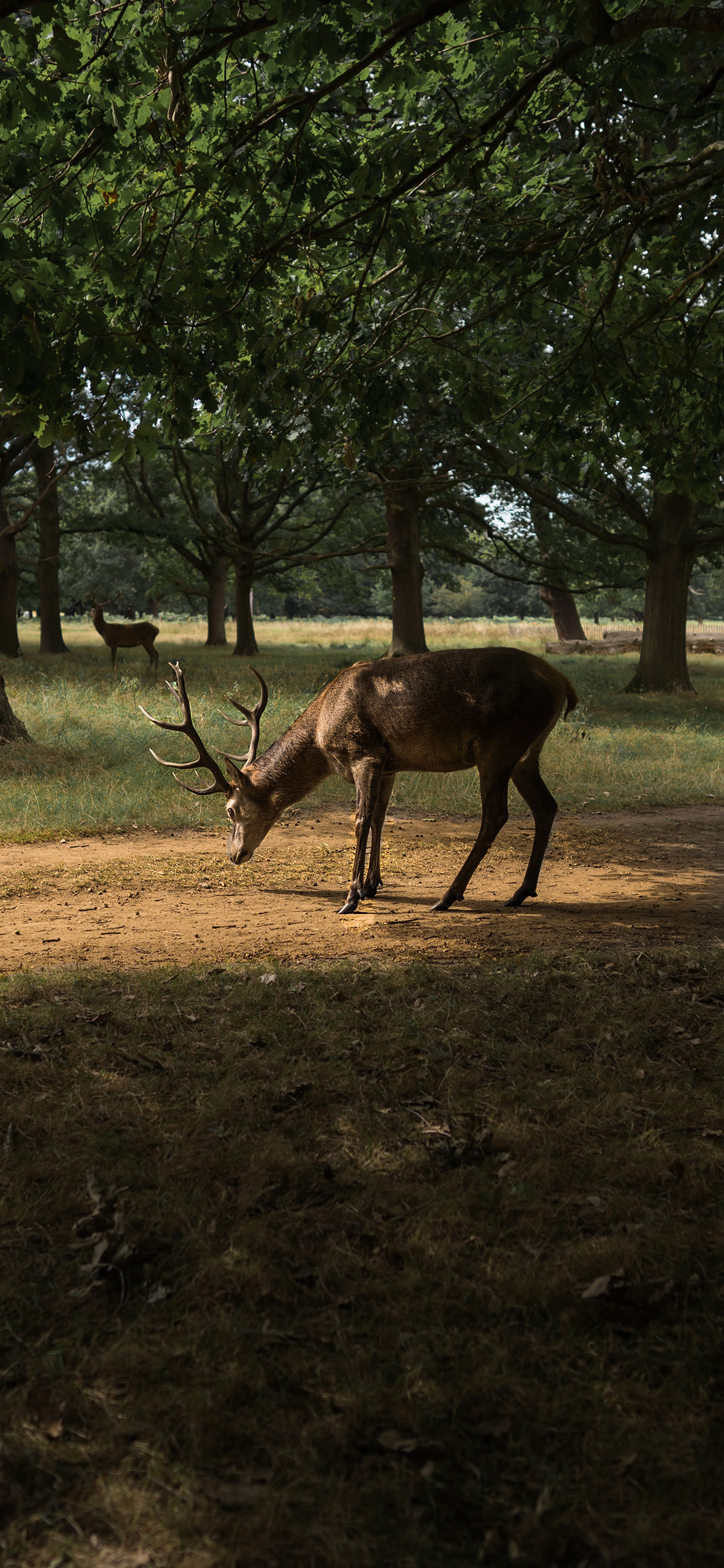 [2436×1125]鹿 鹿角 公鹿 野鹿 树林 野外 苹果手机壁纸图片