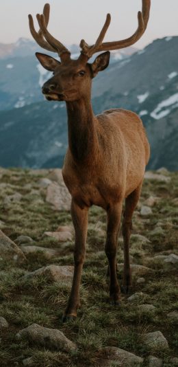 [2436x1125]鹿 鹿角 岩石 荒野 苹果手机壁纸图片