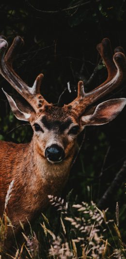 [2436x1125]鹿 鹿角 户外 鹿茸 苹果手机壁纸图片
