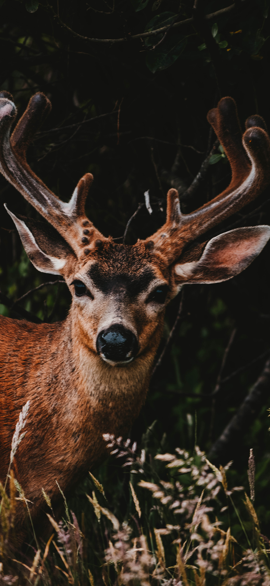 [2436×1125]鹿 鹿角 户外 鹿茸 苹果手机壁纸图片