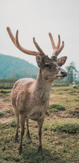 [2436x1125]鹿 鹿角 草地 野外 苹果手机壁纸图片