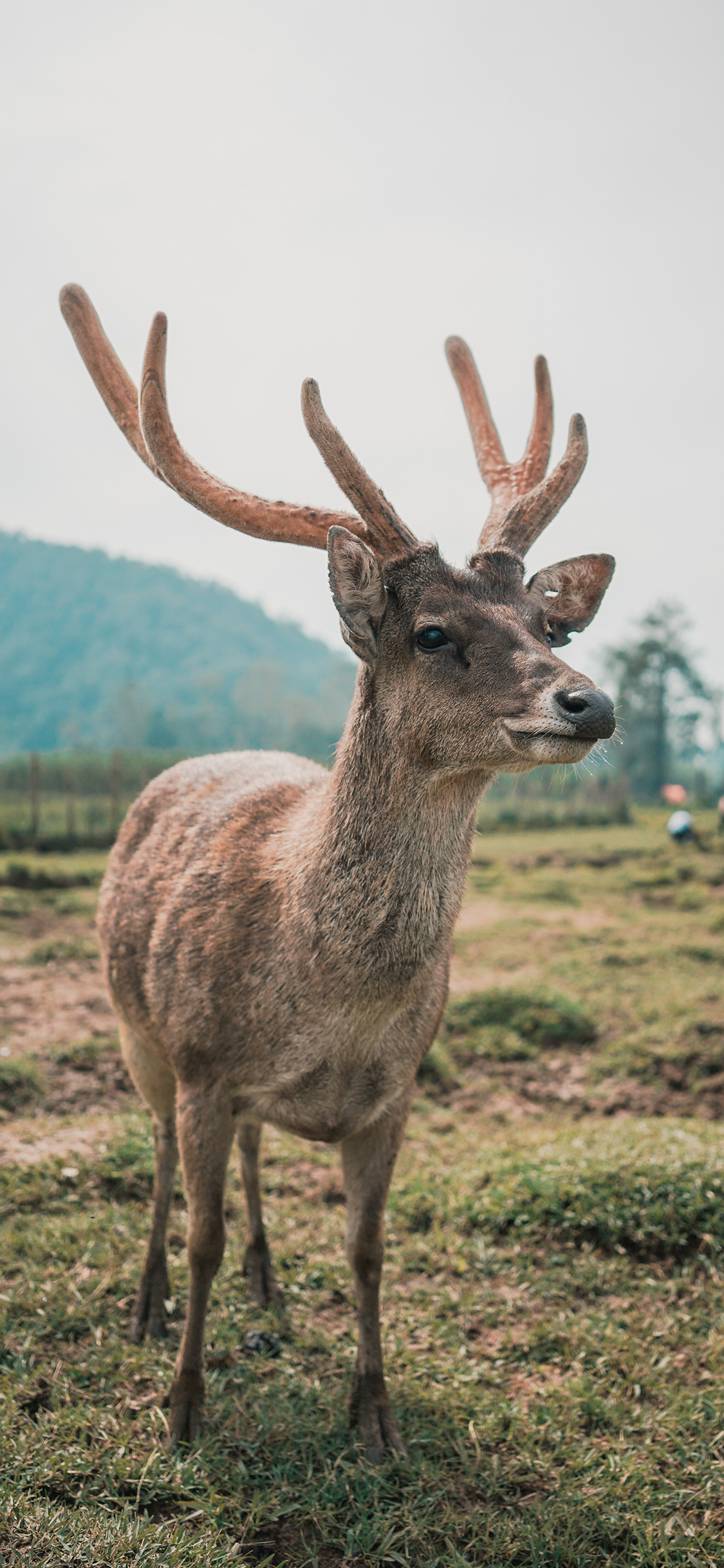 [2436×1125]鹿 鹿角 草地 野外 苹果手机壁纸图片