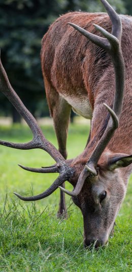 [2436x1125]鹿 鹿角 草地 野外 皮毛 苹果手机壁纸图片