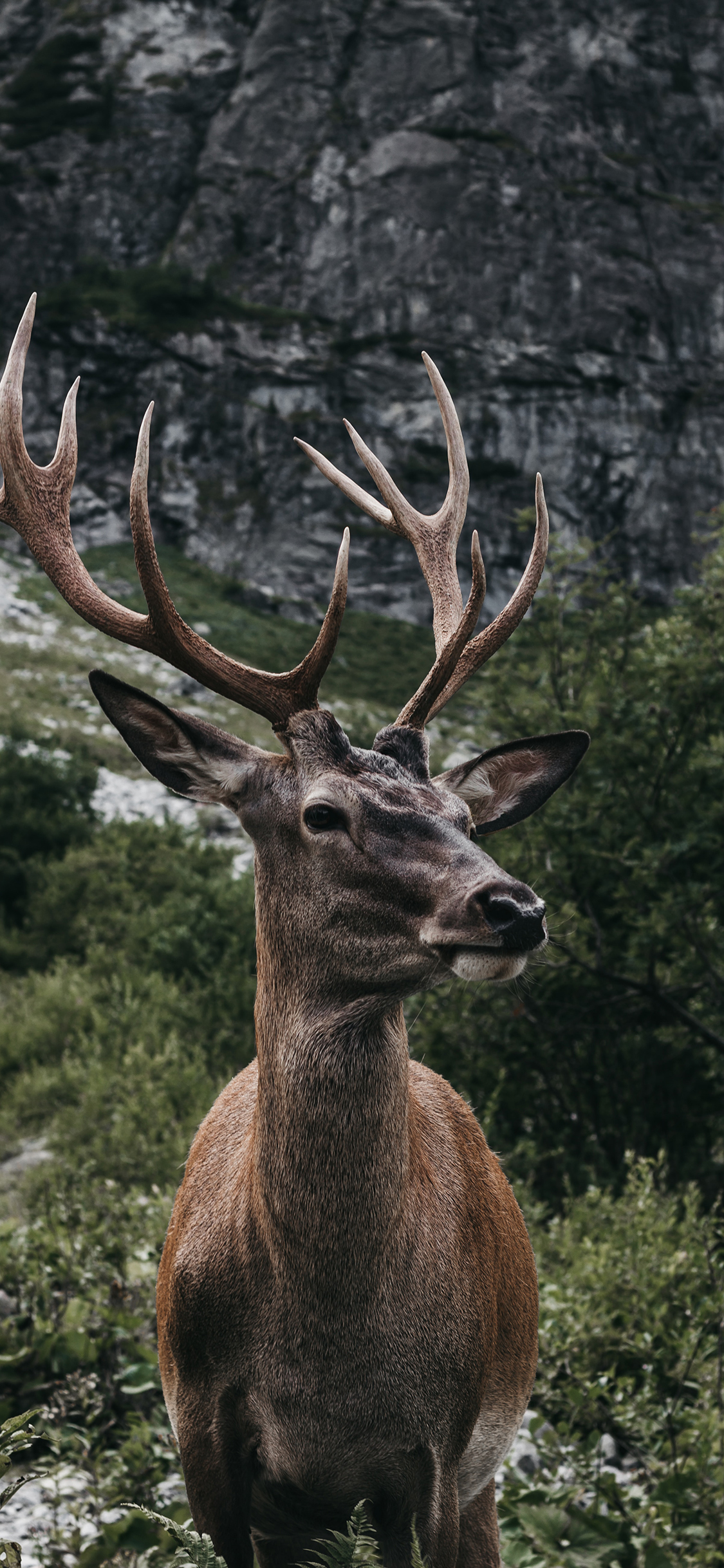 [2436×1125]鹿 鹿角 野外 树林 苹果手机壁纸图片