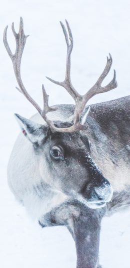 [2436x1125]鹿 鹿角 雪地 皮毛 苹果手机壁纸图片