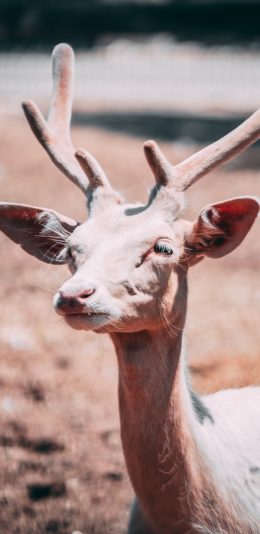 [2436x1125]鹿 鹿角 鹿茸 价值 苹果手机壁纸图片