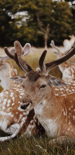 [2436x1125]鹿 鹿角 鹿茸 匍匐 苹果手机壁纸图片