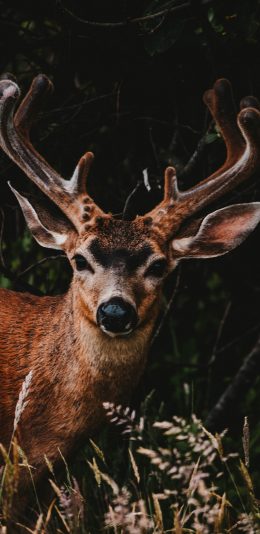 [2436x1125]鹿 鹿角 鹿茸 野外 苹果手机壁纸图片
