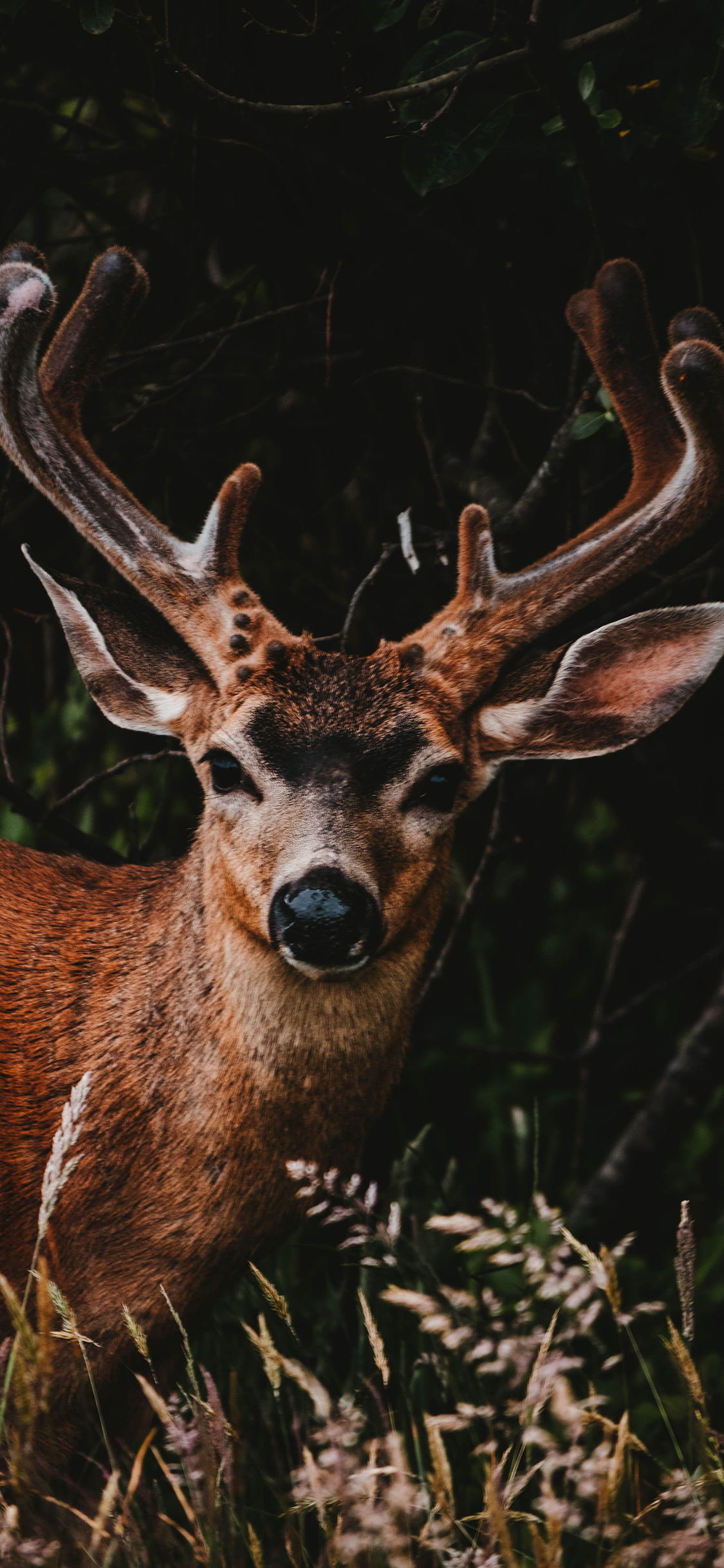 [2436×1125]鹿 鹿角 鹿茸 野外 苹果手机壁纸图片