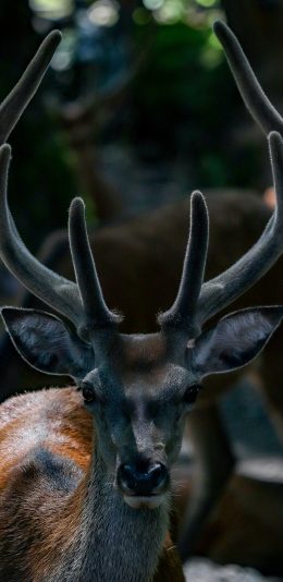 [2436x1125]鹿 鹿角 麋鹿 昏暗 苹果手机壁纸图片