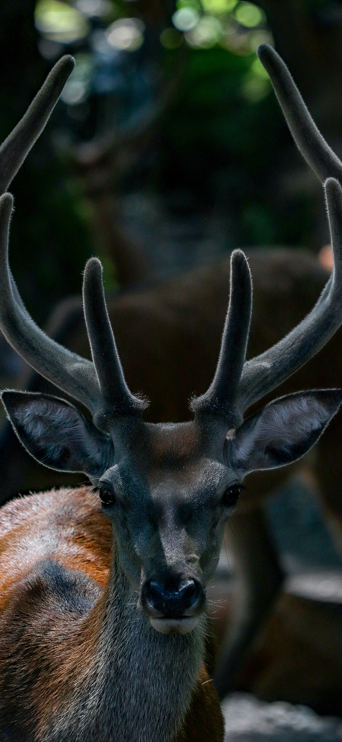 [2436×1125]鹿 鹿角 麋鹿 昏暗 苹果手机壁纸图片