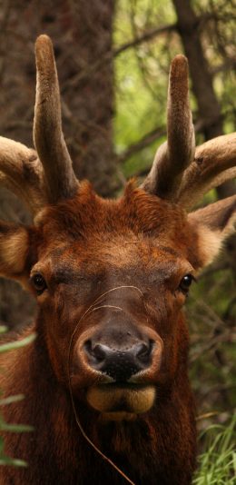 [2436x1125]鹿 鹿角 麋鹿 野外 苹果手机壁纸图片