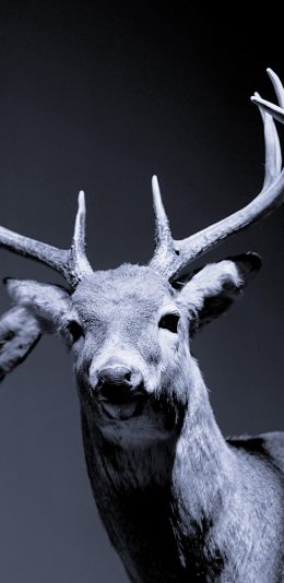 [2436x1125]鹿 鹿角 黑暗 苹果手机壁纸图片