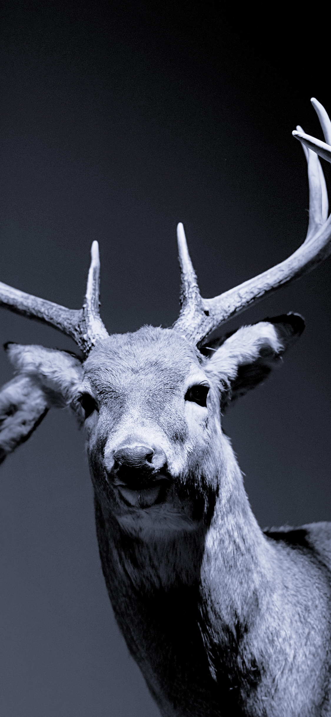 [2436×1125]鹿 鹿角 黑暗 苹果手机壁纸图片
