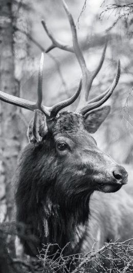 [2436x1125]鹿 黑白 动物 鹿角 树林 苹果手机壁纸图片
