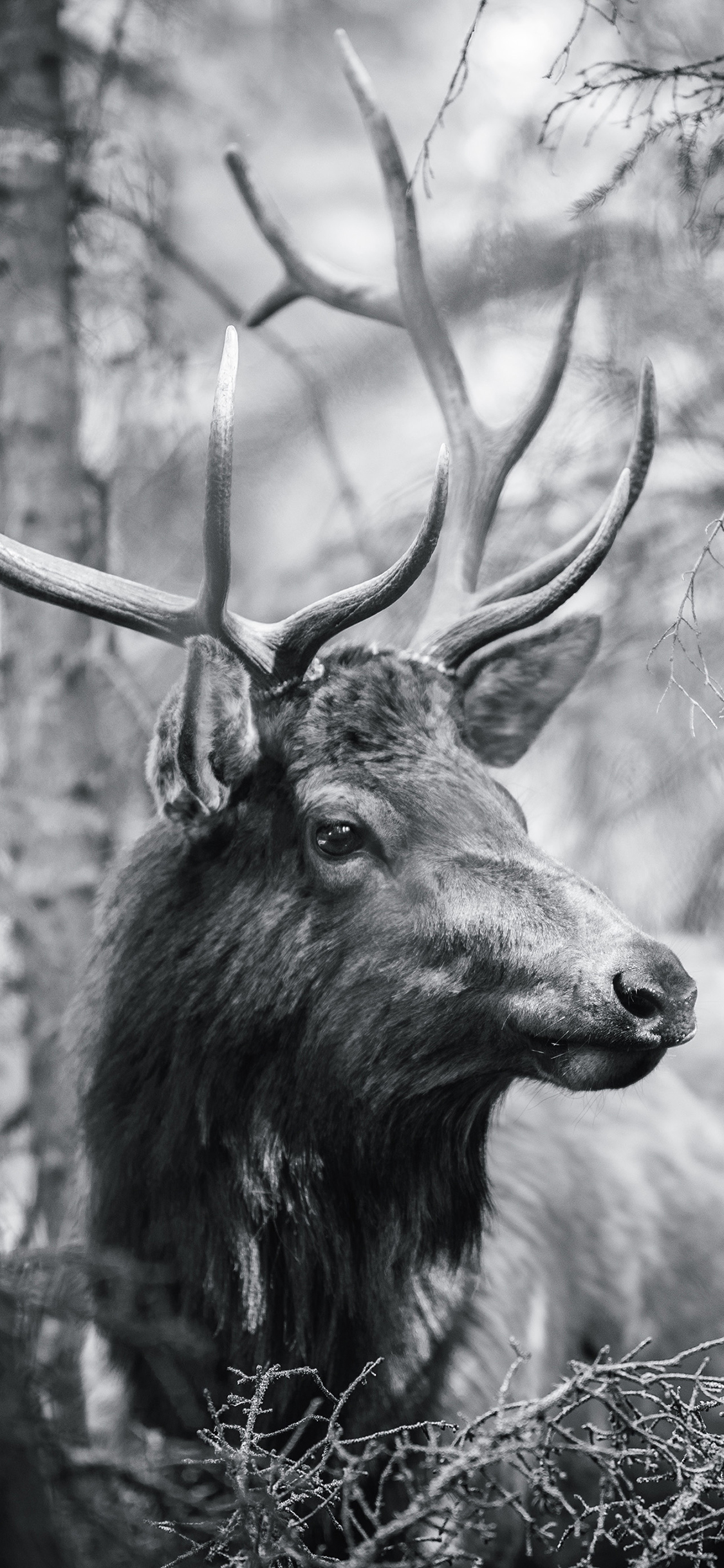 [2436×1125]鹿 黑白 动物 鹿角 树林 苹果手机壁纸图片