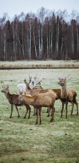 [2436x1125]鹿群 草原 草坪 野生 总群 群落 苹果手机壁纸图片