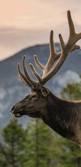 [2436x1125]鹿角 公鹿 野外 野鹿 苹果手机壁纸图片