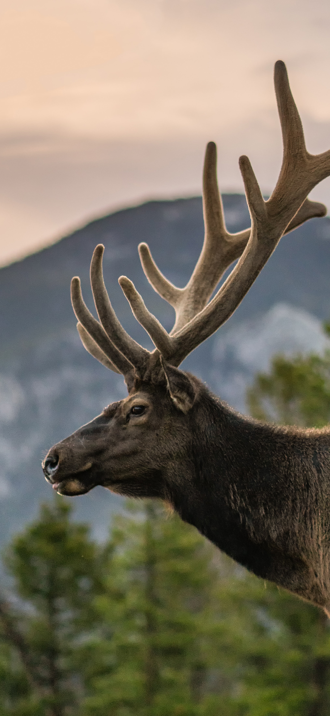 [2436×1125]鹿角 公鹿 野外 野鹿 苹果手机壁纸图片