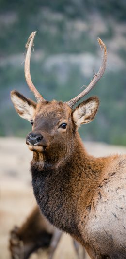 [2436x1125]鹿角 动物 鹿 皮毛 苹果手机壁纸图片