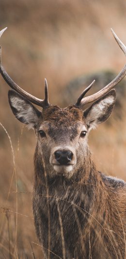 [2436x1125]鹿角 皮毛 枯黄 野外 苹果手机壁纸图片