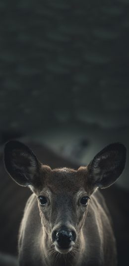 [2436x1125]麂子 鹿科 幼崽 呆萌 苹果手机壁纸图片